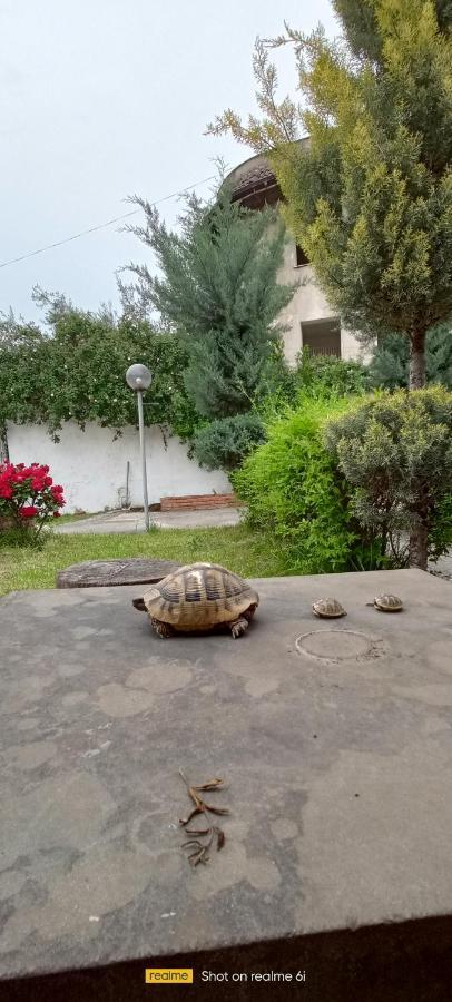 Casa de hóspedes Juri Garden